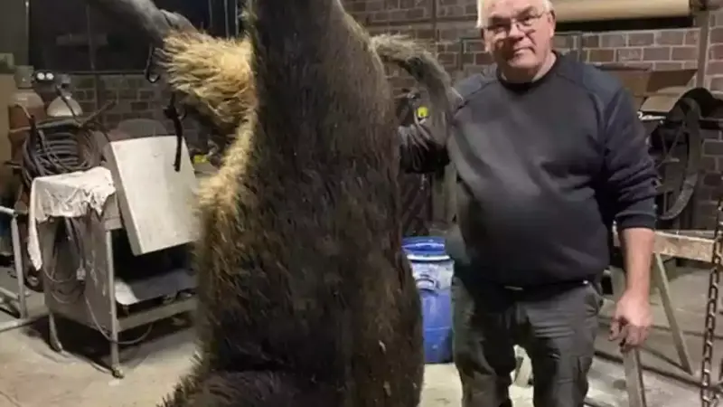 Sanglier de 181 kilos dans l'Eure