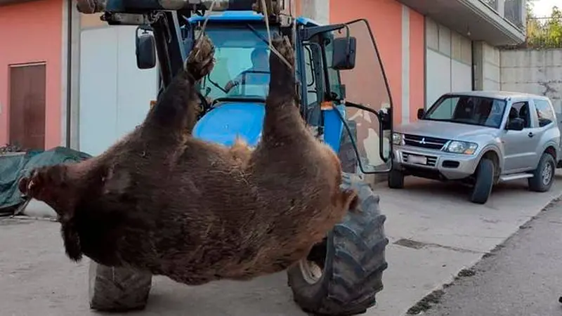 Un sanglier monstre de 264kg prélevé dans le Piémont