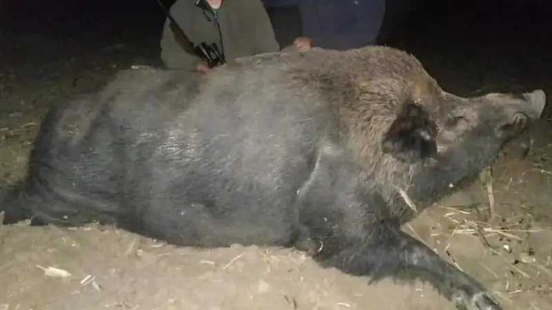 Un sanglier hors normes de 340kg aurait été prélevé