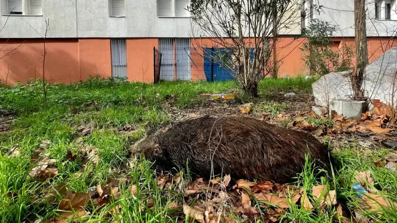 Un sanglier indésirable en décomposition depuis 15 jours dans un quartier populaire de Montpellier