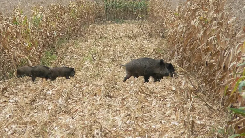 Les dégats de gibiers dans les vosges