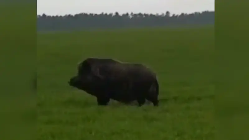 sanglier d'une tonne à Toulouse