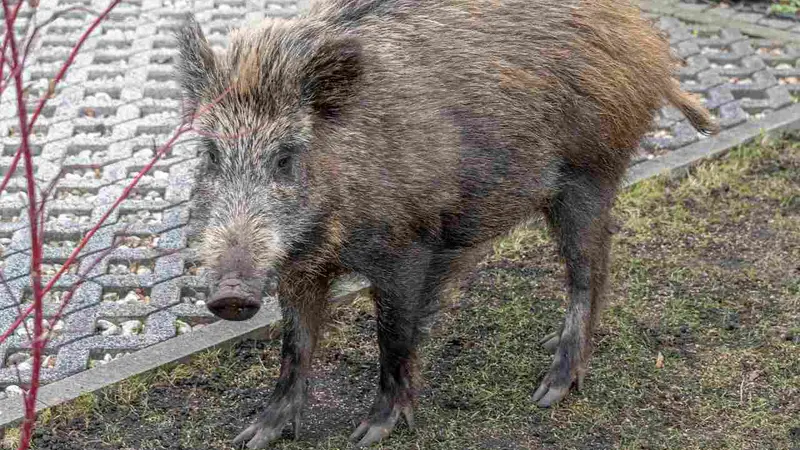 sanglier en ville