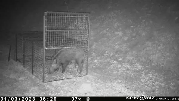 Après « Charlie » et « Rillette » la Fédération des chasseurs du Tarn cherche un nom pour un autre sanglier suivi par GPS