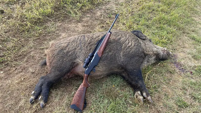 Un sanglier de 148 kilos tiré dans le Gers