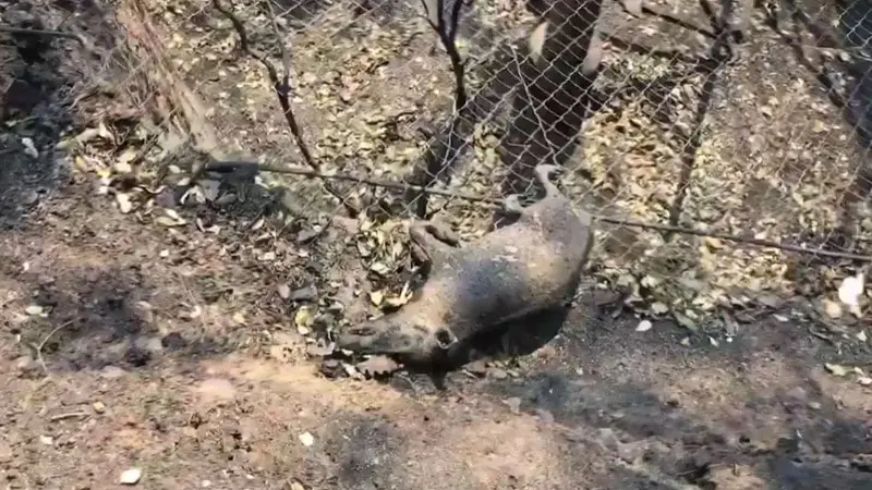 Var : de nombreux sangliers victimes des incendies (vidéo)