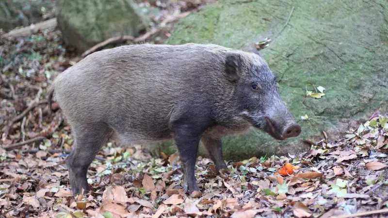 Fukushima : comment des cochons sont-ils redevenus des sangliers ?