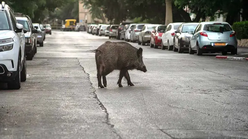 Métropole de Lyon : un imposant sanglier abattu dans un lotissement