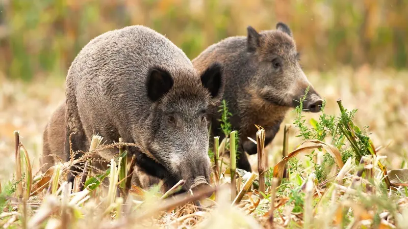 Événement climatique : si la chasse est stoppée, les agriculteurs promettent de réguler eux-mêmes
