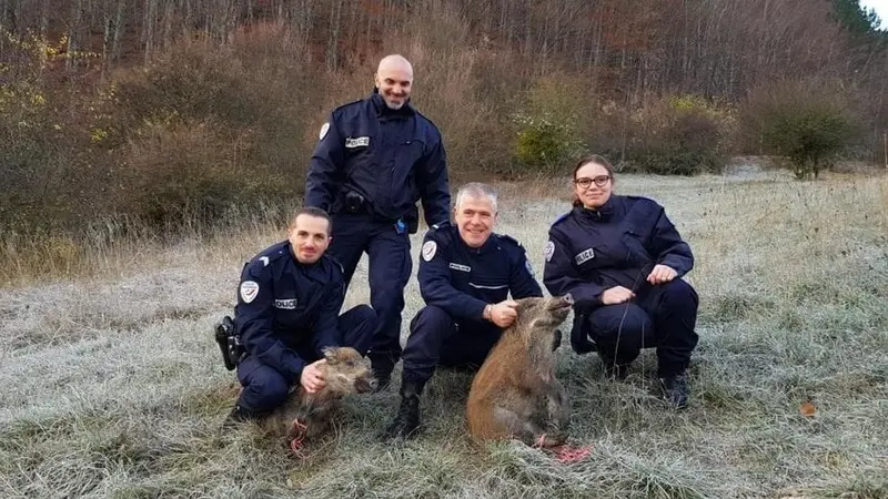 Mende : la police attrapent à la main 2 bêtes rousses.