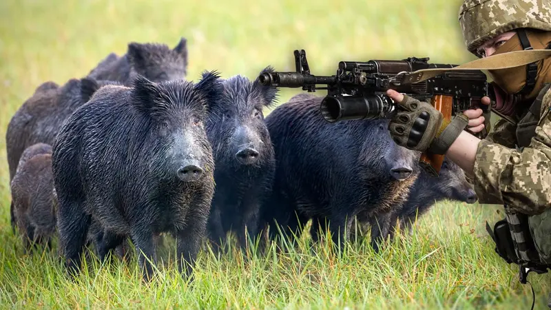 Chasse au sanglier : l’utilisation de la mitraillette bientôt autorisée