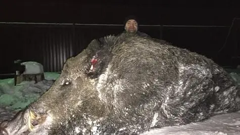 Un sanglier de 500 kg tué en Russie