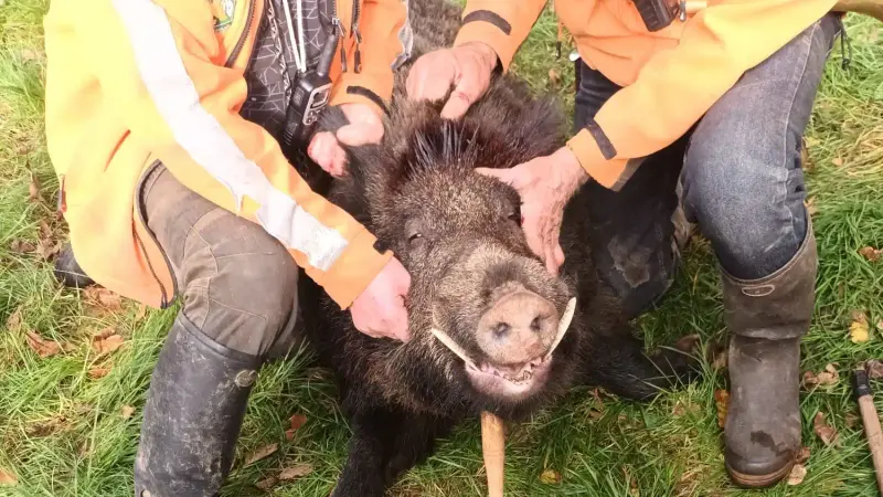 Un sanglier de 157 kilos prélevé en Mayenne