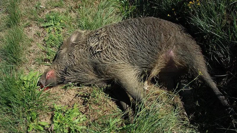 Peste Porcine Africaine : un fléau qui continue de toucher toute l’Europe.