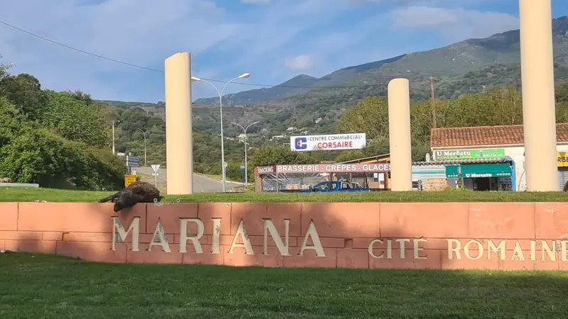 Corse : un sanglier déposé sur un rond-point