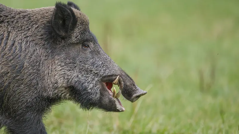 Un chasseur gravement blessé par un sanglier lors d’un concours de meutes