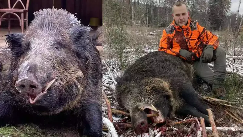 Récit : un sanglier de plus de 180 kilos prélevé dans le Morvan