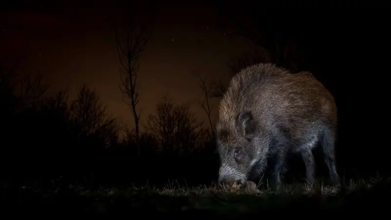 Ce pays voisin de la France s’apprête à autoriser la chasse de nuit
