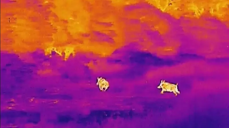 Haut-Rhin : vers l’autorisation généralisée des tirs de sangliers de nuit à la lunette thermique?