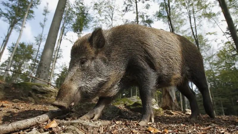sanglier-ours-foix-confond