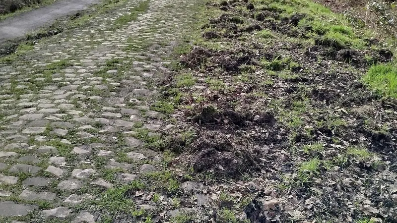 Des sangliers ont ravagé les bas-côtés de Paris-Roubaix.