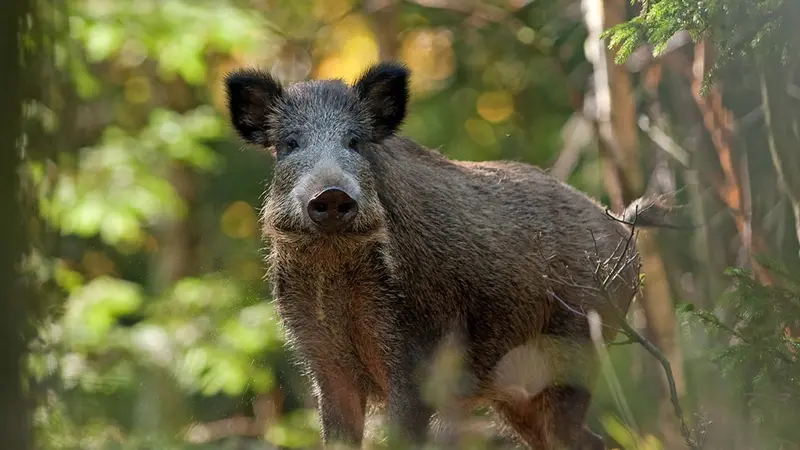 l’IEW accuse les chasseurs d’être totalement responsables de l’épidémie de peste porcine