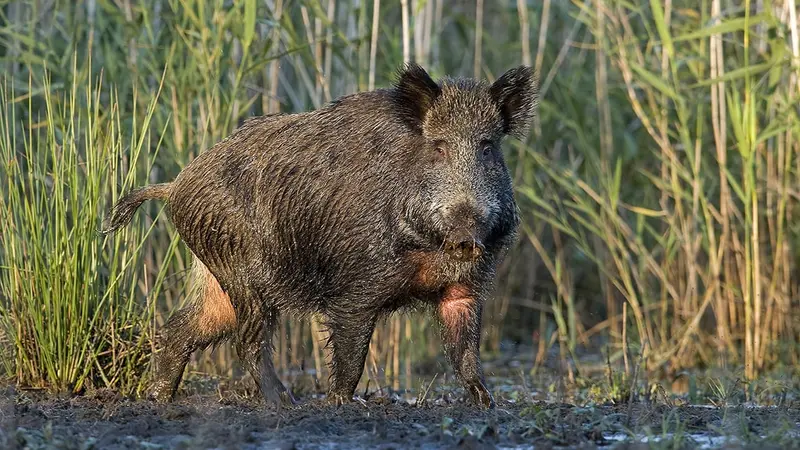 Peste porcine : la chasse et les déplacements interdits sur 63 000 hectares en Belgique