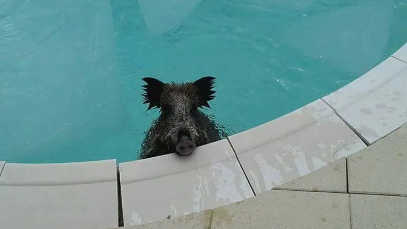 sanglier-piscine