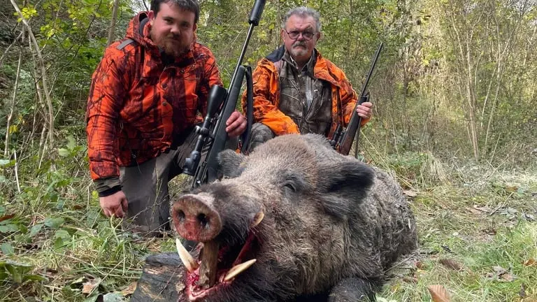 Un père et son fils prélèvent un keiler monstre de 143 kilos en Seine et Marne