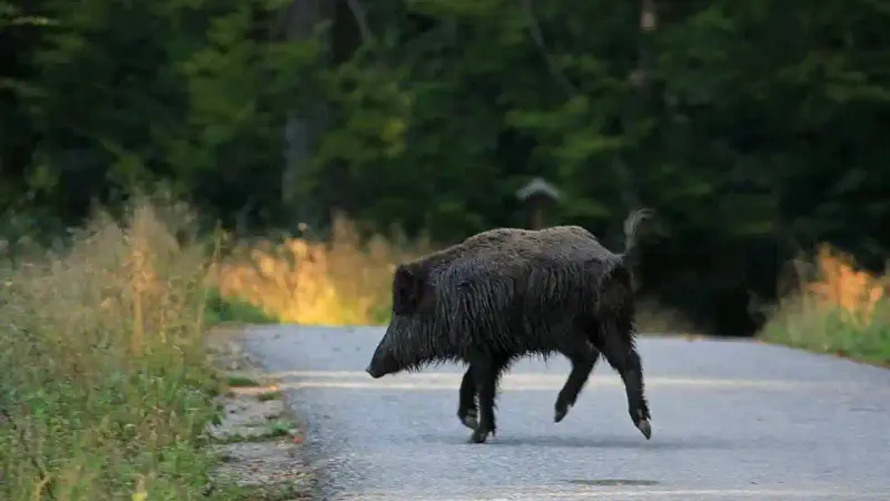 accident de la route avec un sanglier