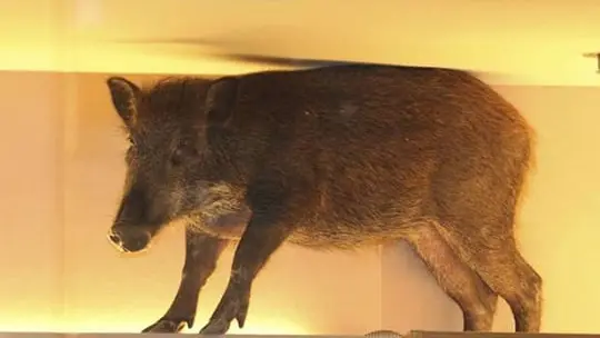 Un sanglier tombe du plafond d’un centre commercial