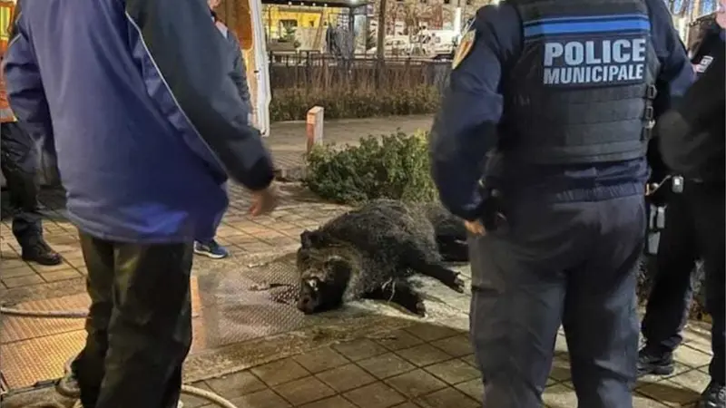 Un sanglier de 90kg abattu d’une trentaine de balles par la police à La Roche-sur-Yon