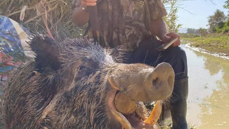Sanglier de barbarie : un français bat le record de Tunisie