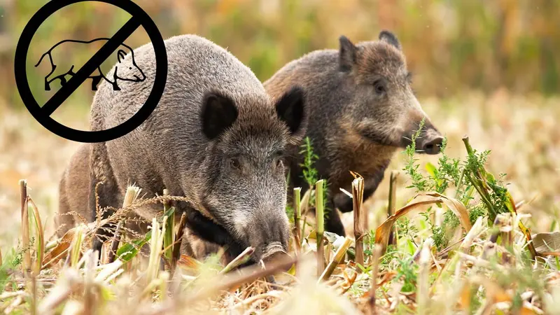 Un solution pour réduire la reproduction des sangliers testée actuellement