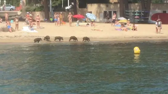 Des sangliers sur la plage de la Garonette à Sainte Maxime