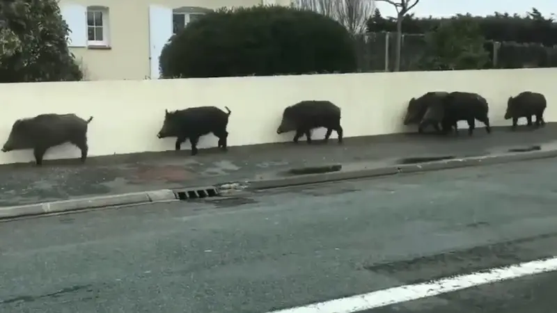 Présence de faune sauvage en zone urbaine : la Fédération des chasseur se mobilise en Gironde