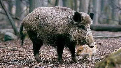 Les chasseurs du Gard pourrons bientôt chasser le sanglier au mois d’avril et mai