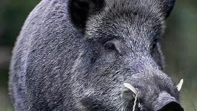 Un chasseur grièvement blessé par un sanglier