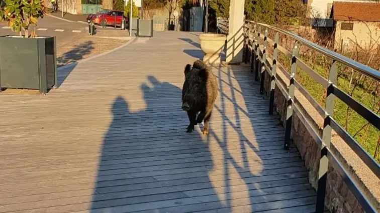 Un sanglier dans le centre ville de Barr en Alsace