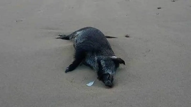 Un sanglier échoué sur la plage à Saint-Jean-de-Monts