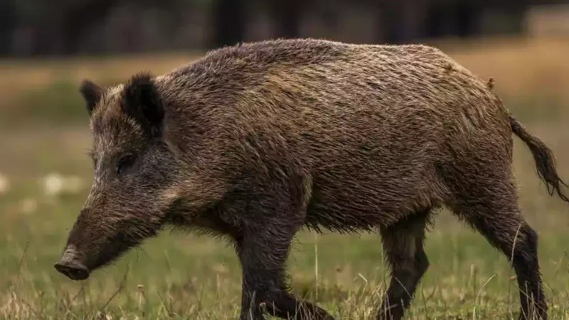 Couple blessé par un sanglier en Aveyron : la Fédération réfute la thèse de l’accident de chasse