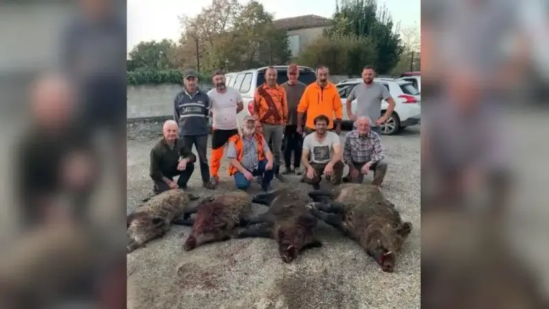 sangliers 167kg à Fieux