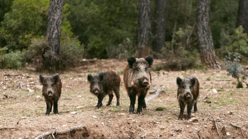 Grâce aux chasseurs, le mystère des sangliers radioactifs a pu trouver une explication en Allemagne