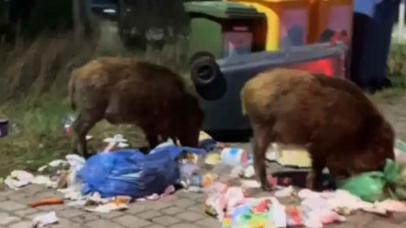 sangliers dans les poubelles