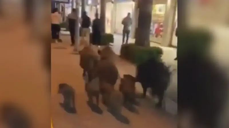 sangliers en turquie