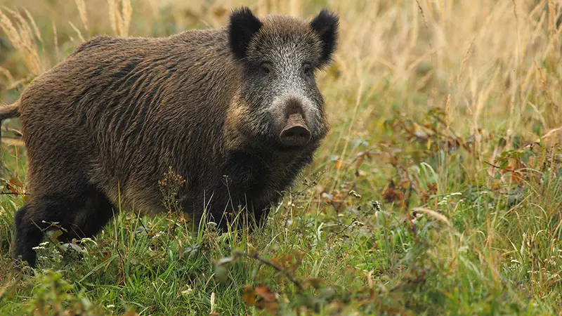 Vilaine bête noir, après les agriculteurs, après les viticulteurs, après les maraîchers, c’est au tour des producteurs de fromage de s’en prendre à lui.