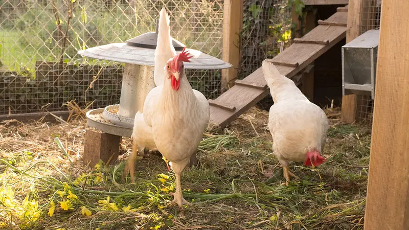 Dordogne : un sanglier croqueur de poules abattu