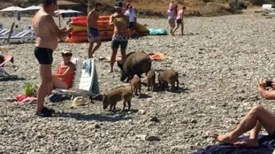 Des sangliers sur une plage de méditerrannée
