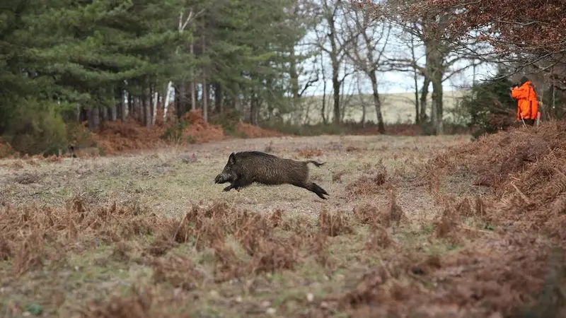 Chasse aux sangliers : l’Agglomération de Saint-Brieuc va financer une partie des bracelets