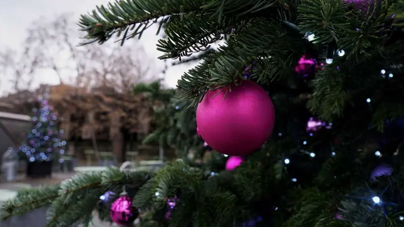 Paris : des habitants installent leur vrai sapin au lieu de cônes en bois